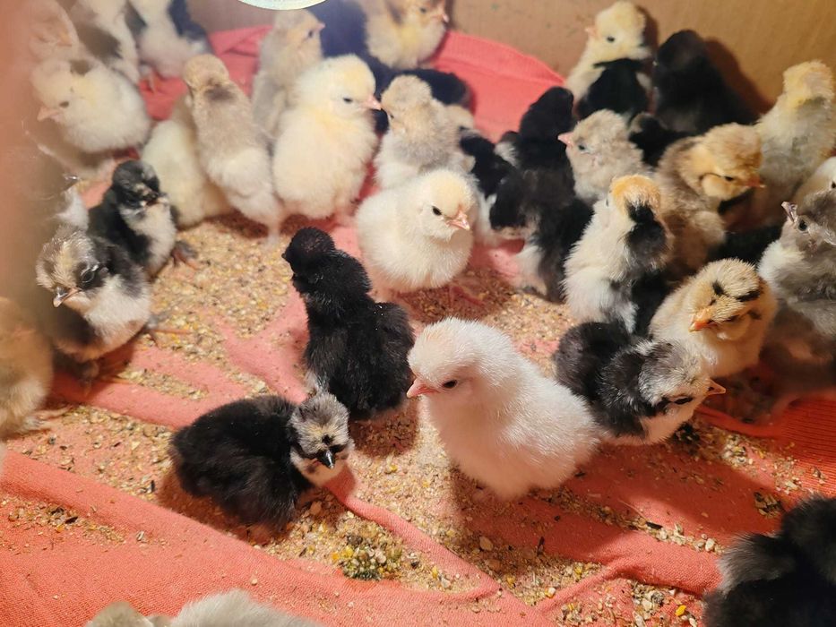 Oua .Puii.  Cocosi Pitice Bantam