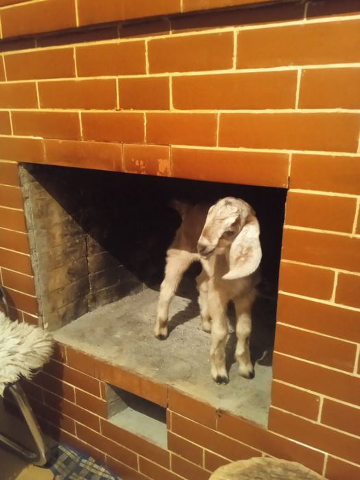 Продаётся козочка