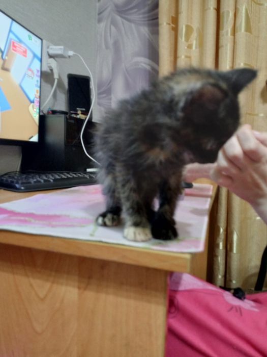 Отдам котенка девочка