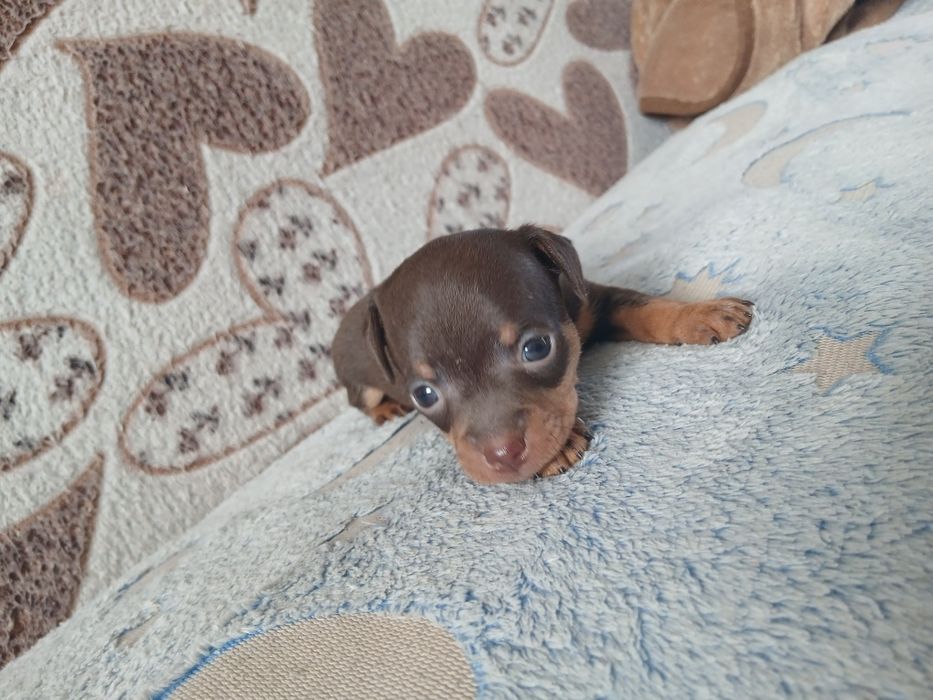 Мини Той Девачка