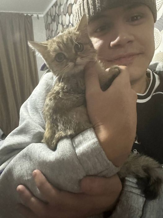 Вязка Шиншила на котёнка