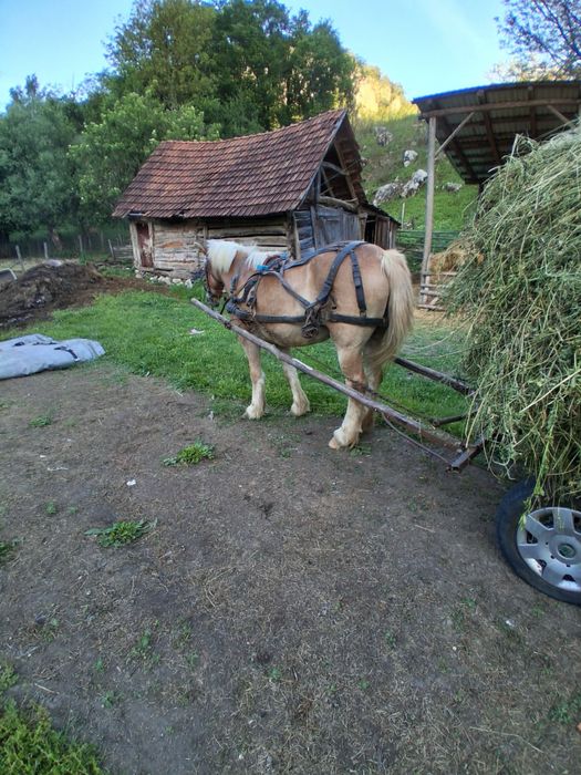 iapă de vânzare.