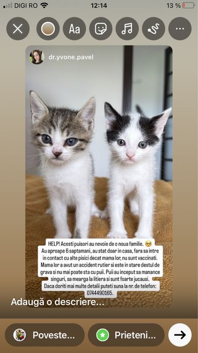 Gratuit- Adoptie responsabila pui mici