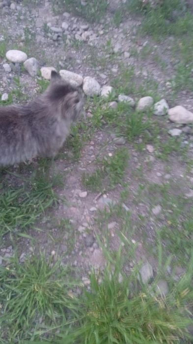 Отдам кошку в добрые руки.