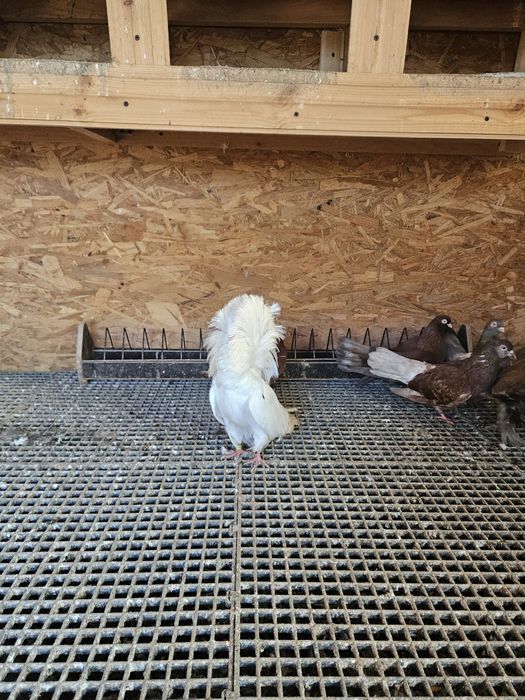 Vand  Porumbei generații 2024 si 2025  intre 30 si 80  lei bucata