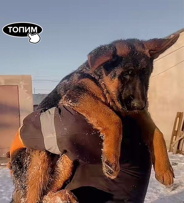 продается немецкая овчарка