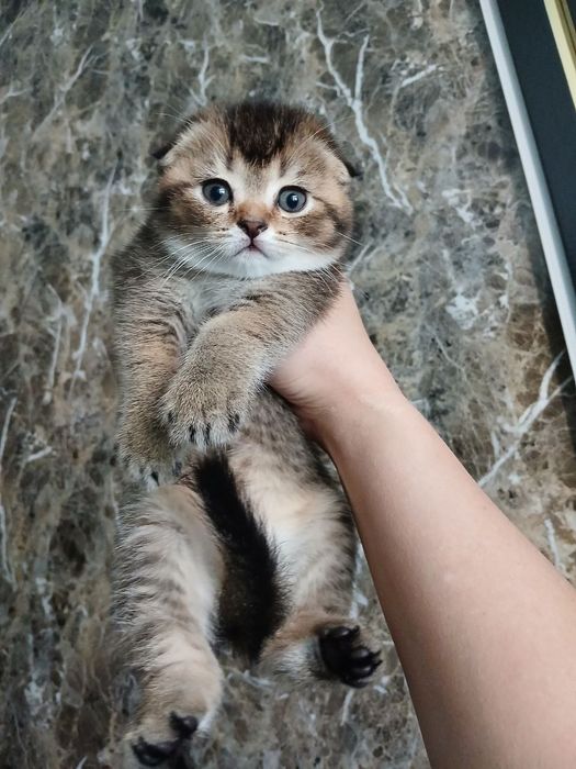 продаю котёнка девачку
