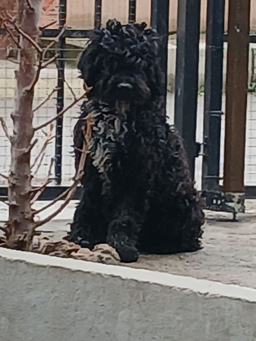 Продавам кучета Кавапу 2 женски и 1 мъжко на цена 150 евро