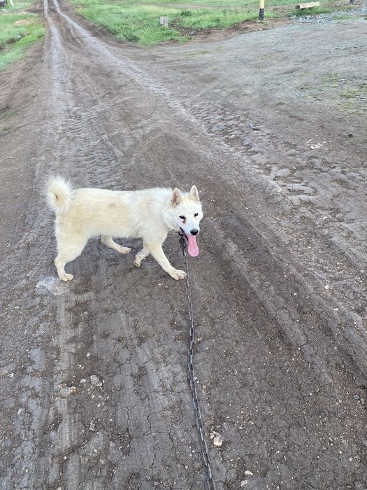 Продам щенков лайка