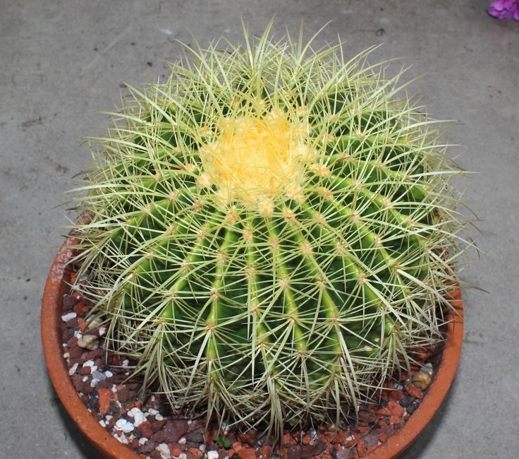 Кактус Ехинокактус