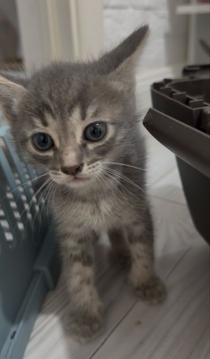 Котятки в добрые ручки