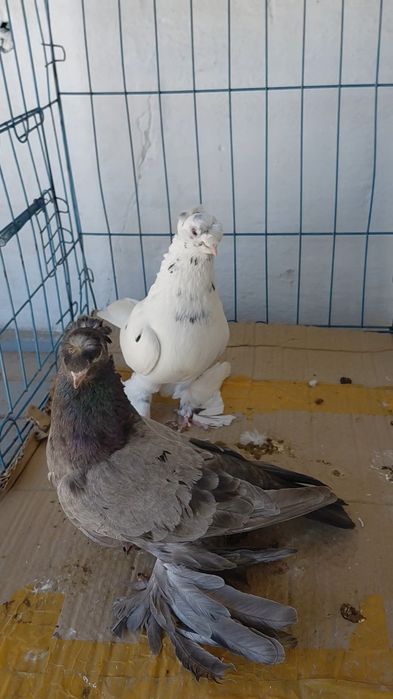 Голуби игровых кровей