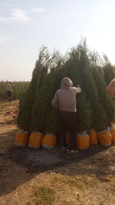 archa koʻchatlar bor sotiladi dastafka bor
