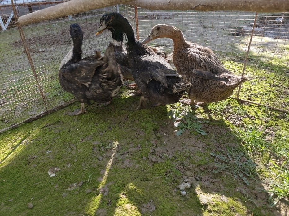Продам утка четыре штука