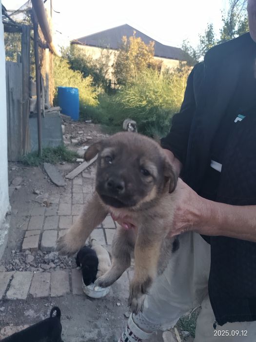 Отдам в добрые руки щенят