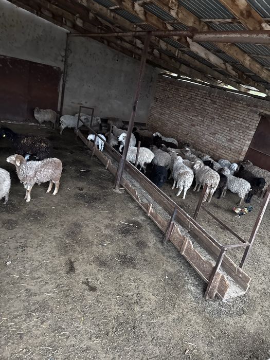 Продам тохтушек и