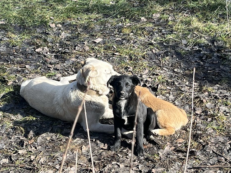 Щенки девочки милые.