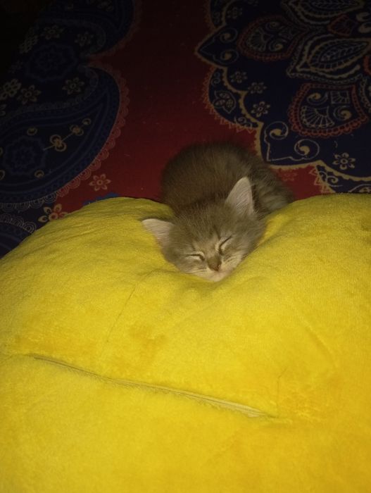 Шотланские Мальчик и девочка 1,2 месяца.