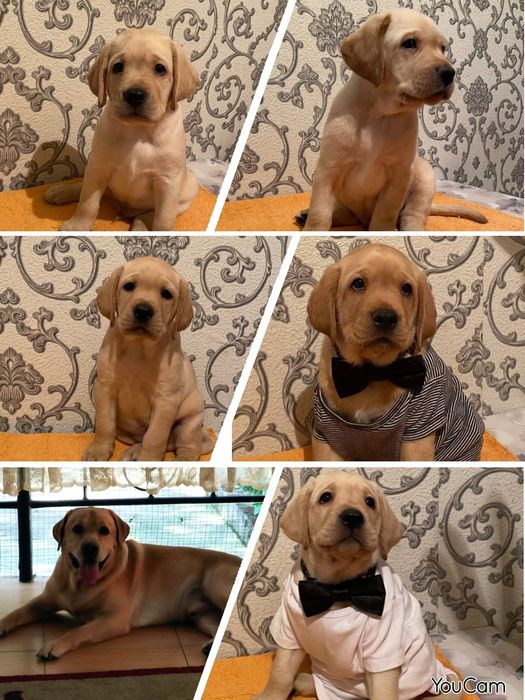 Вязка лабрадор ретривер