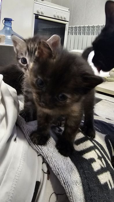 Котята в хорошие руки