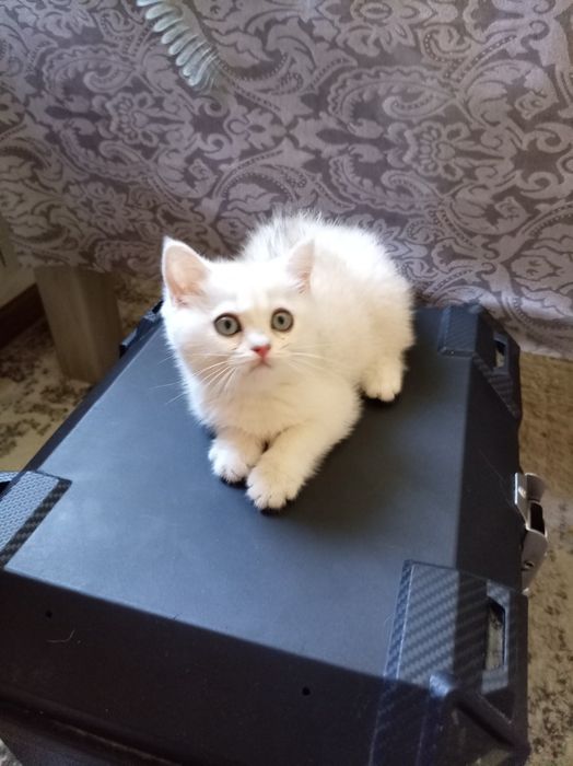 Продаются котята породы скоттиш фолд и страйт