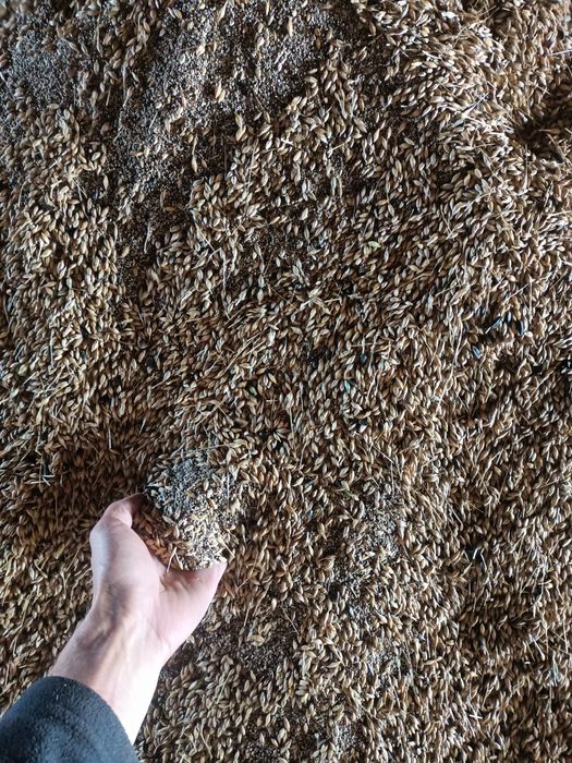 Продам ячмень с под комбайна