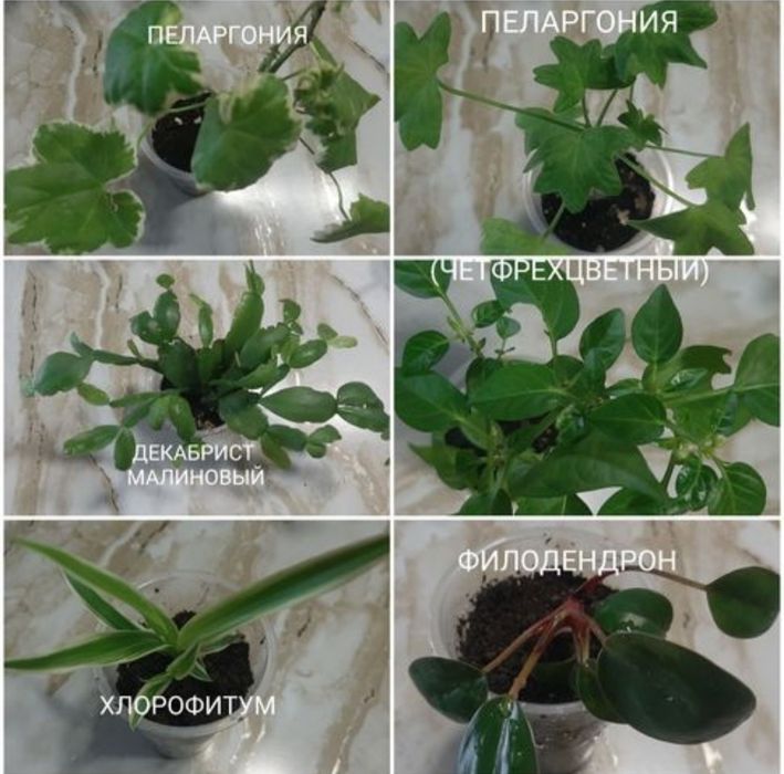 Разные комнатные цветы. По 500тг.