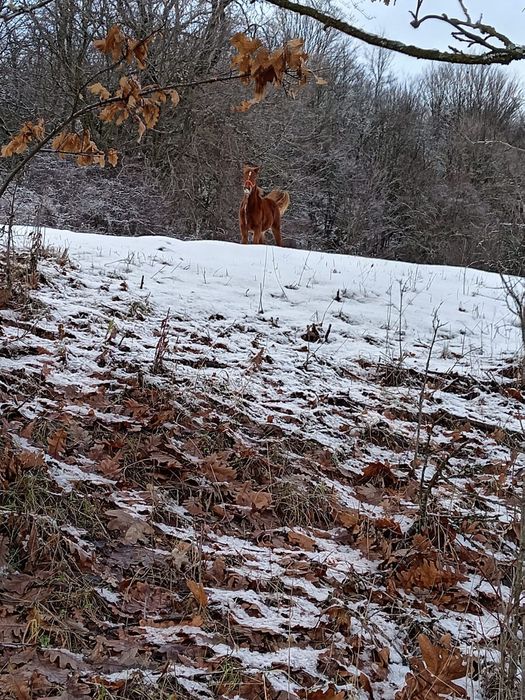 Iapă și mînza .9900 ron