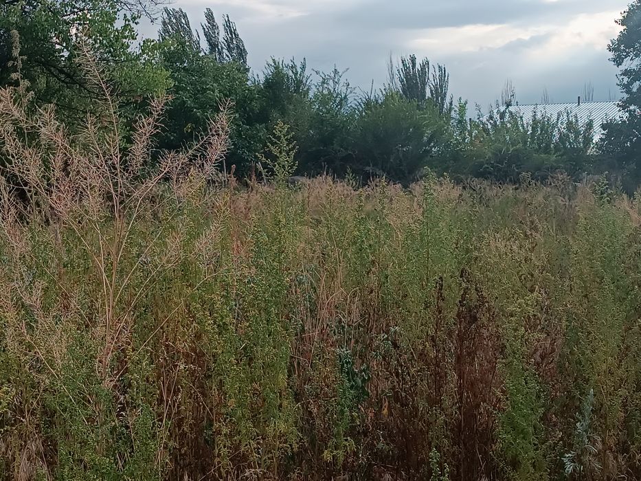 Продам дом свет асвальт