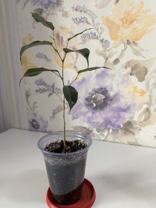 Фикус Бенджамина