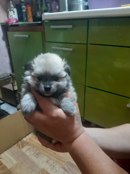 Продам щенков породы немецкий шпиц