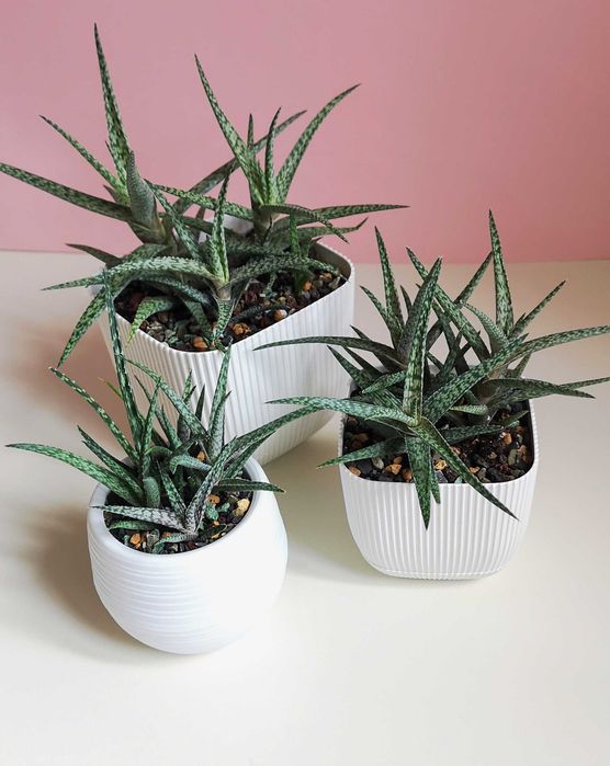 Хавортия, суккулент