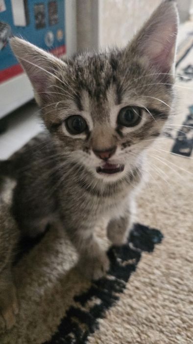 Отдам даром котёнка