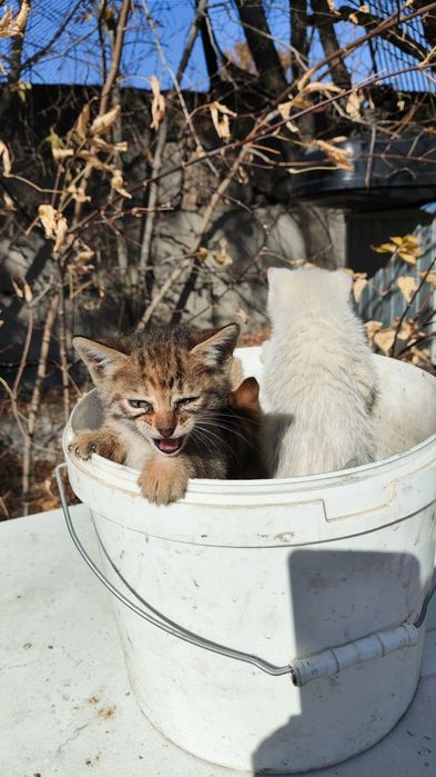 Котята мышеловы, милые пушистики