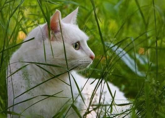 Продам котят белой ангоры