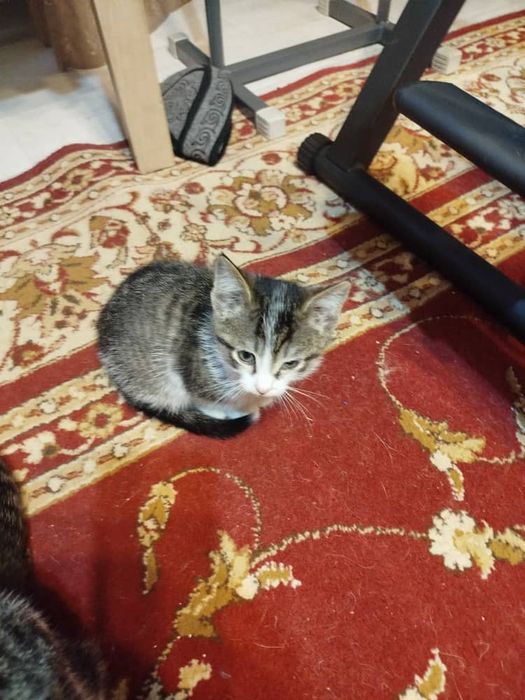 Отдам котенка в хорошие руки