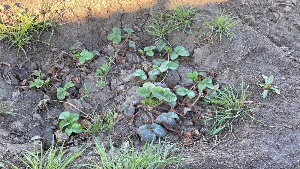 Клубника рассада многоразовые