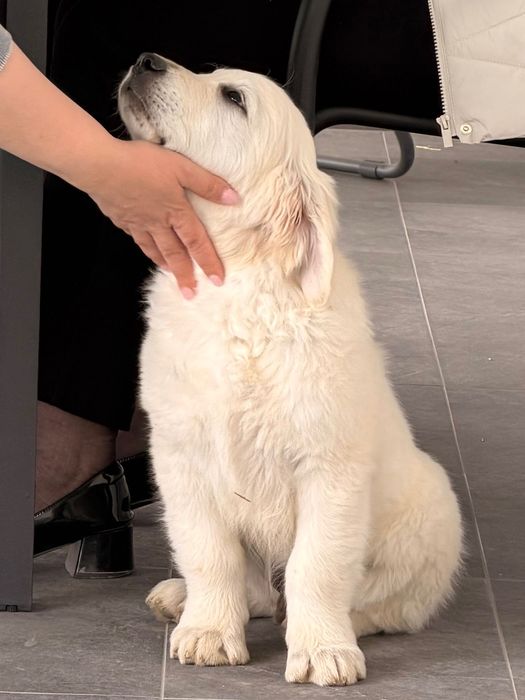Vând pui golden retriever mascul- cu pedigree