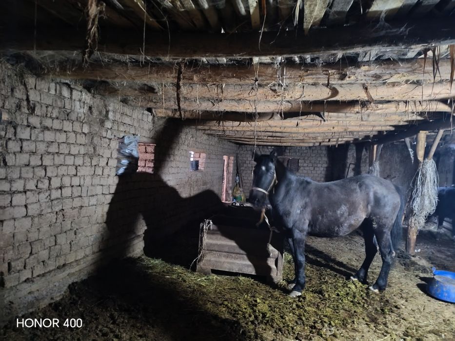 Bo'stonliq tumanidan mol chorvachiligi uchun mol xona yer sotiladi