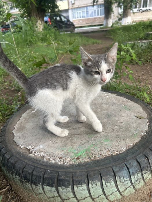 Милый котик мальчик 3 месяца