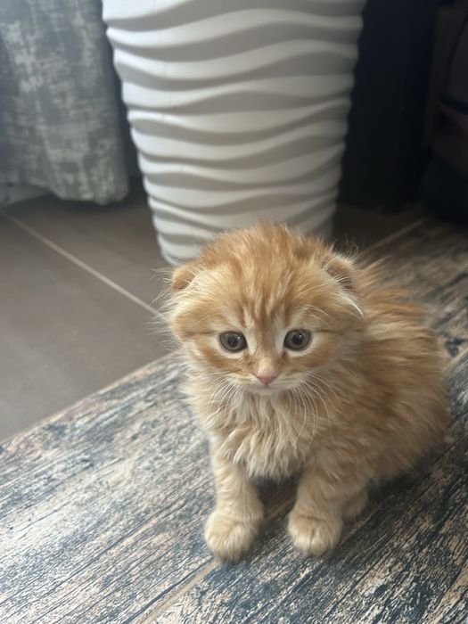 Котята вислоухие