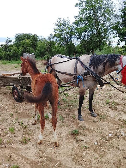 Cârlană de 4 ani cu mâna de 3 luni