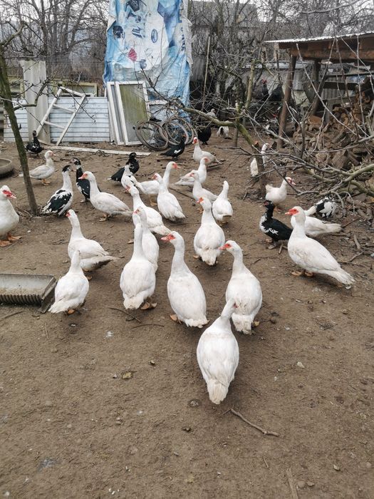 Vând rațe și cocoși