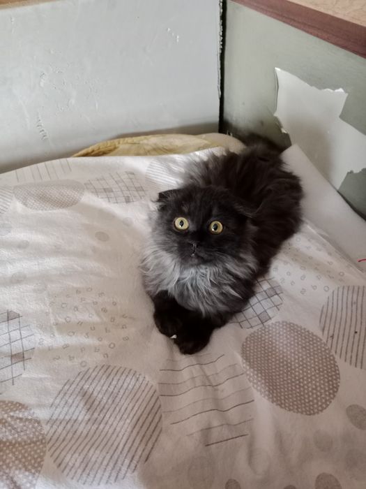 Называется Симба