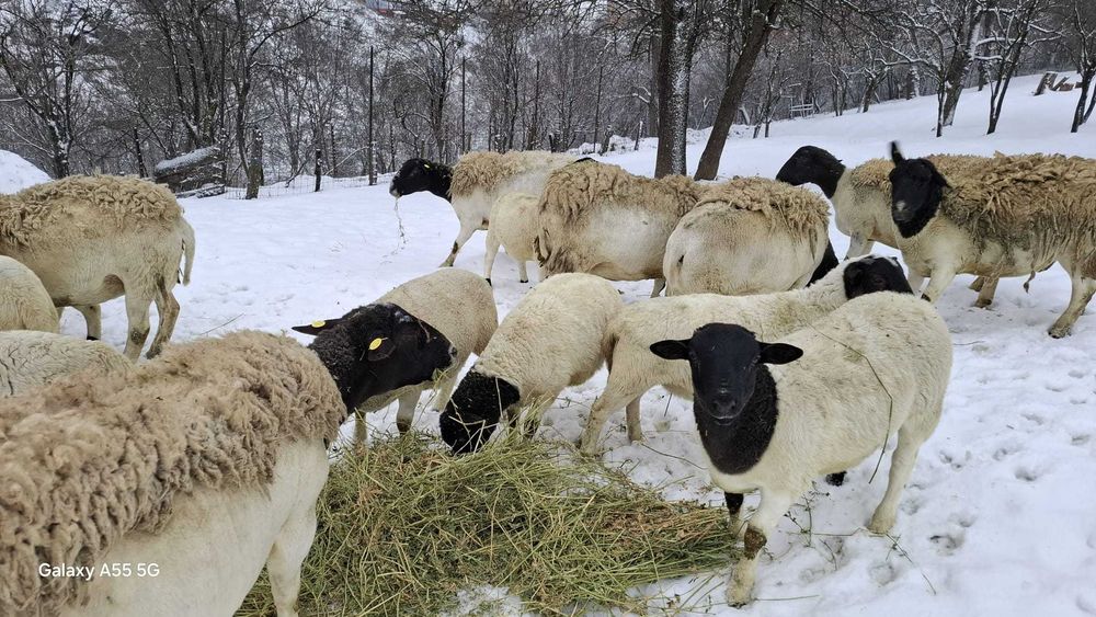 Miei Dorper :berbecuti si mielute