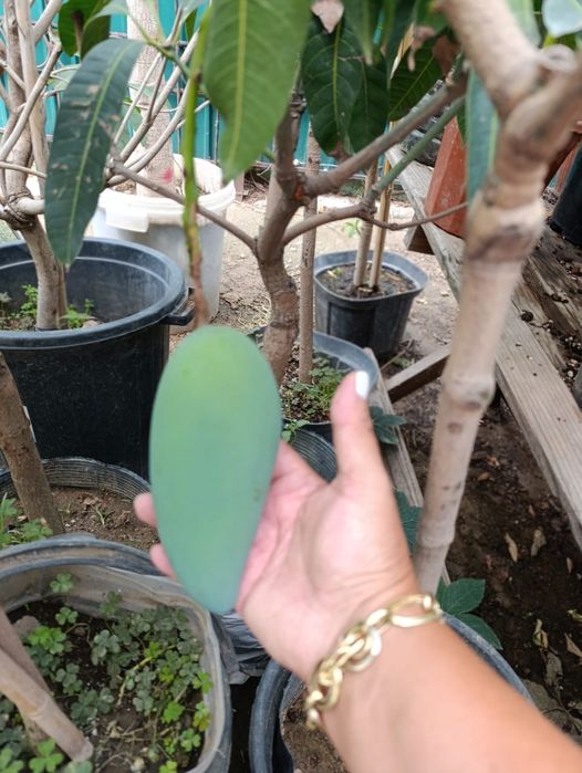 Манго с плодами в горшках