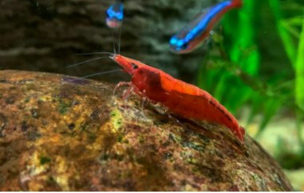 Продаю креветки вишня красный