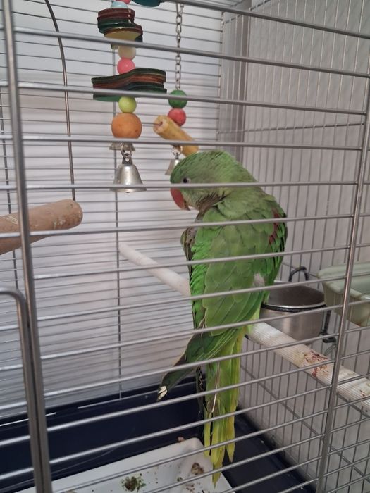 Marele Alexandru,mascul,inelat 11 luni