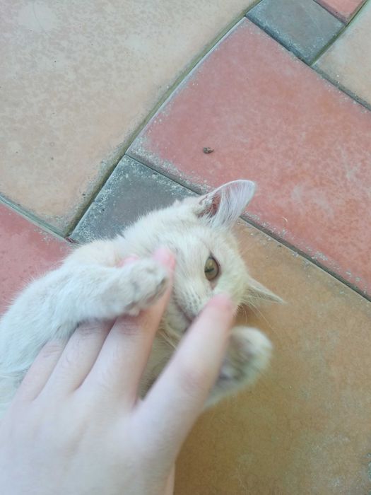 Ищем заботливого хозяина/хозяйку для котят, 3 месяца