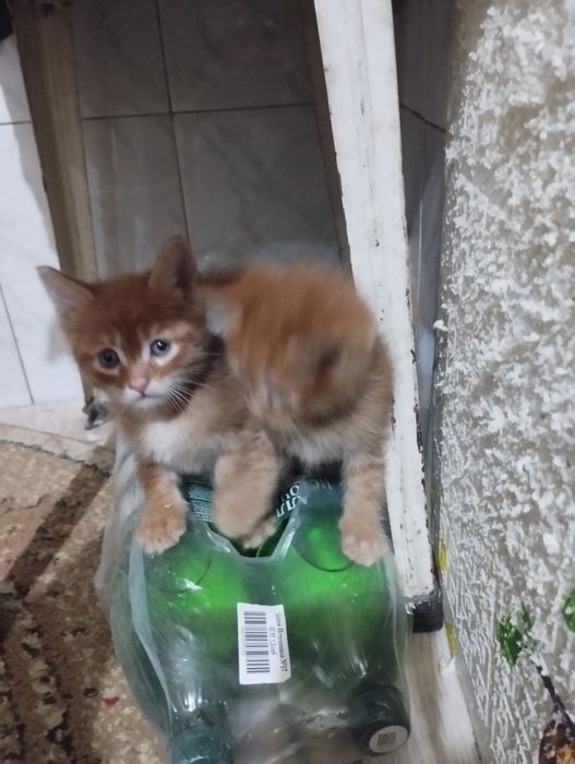 Отдам котят в хорошие добрые руки